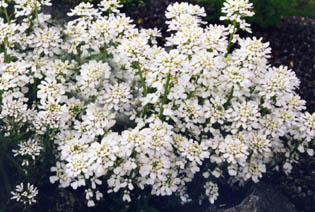 Iberis sempervirens 'Snowflake'